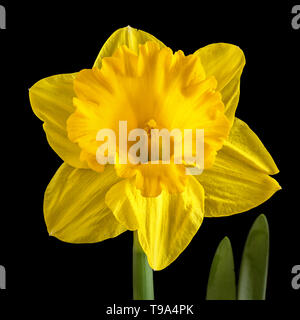 Giallo tromba daffodil su uno sfondo nero. Foto Stock