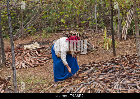 Una vecchia donna birmana che raccoglie zucchine in un giardino, Myanmar Foto Stock