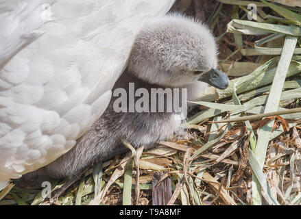 Un cigno cygnet snuggling fino a mamma. Foto Stock