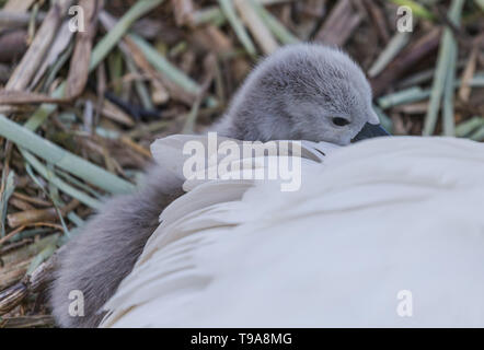 Un cigno cygnet snuggling fino a mamma. Foto Stock