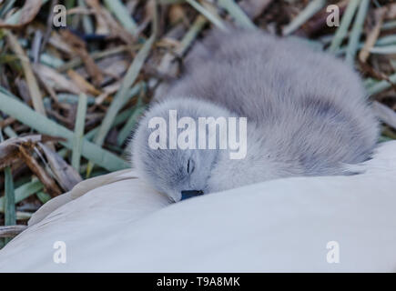 Un cigno cygnet snuggling fino a mamma. Foto Stock