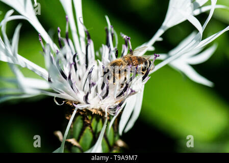 Un Europeo il miele delle api (Apis mellifera) sul fiore di un bianco fiordaliso perenne(Centaurea montana "Alba") Foto Stock