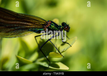 Un maschio immaturo belle demoiselle damselfly (Calopteryx virgo) Foto Stock