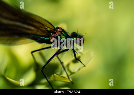 Un maschio immaturo belle demoiselle damselfly (Calopteryx virgo) Foto Stock