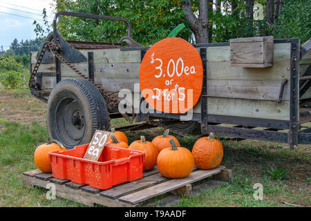 Orange autunno zucche per la vendita dalla vecchia fattoria in legno carro Foto Stock