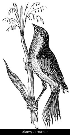 Taglio di legno intagliato, illustrazione presa da "tesoro di storia naturale' da Samuele Maunder, pubblicato 1848 Foto Stock