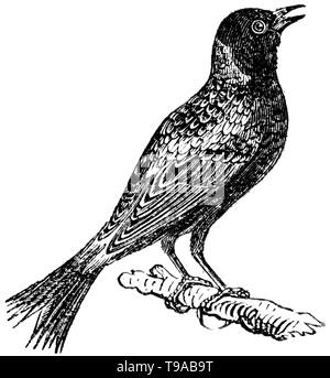 Taglio di legno intagliato, illustrazione presa da "tesoro di storia naturale' da Samuele Maunder, pubblicato 1848 Foto Stock
