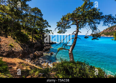 Il pittoresco litorale di tacchino veramente con alberi di verde e azzurro mare Foto Stock