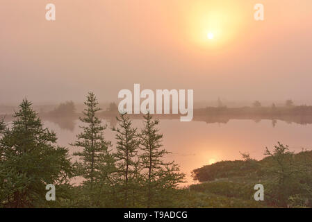 Nebbia all alba zona umida vicino Havre-Saint-Pierre Québec Canada Foto Stock