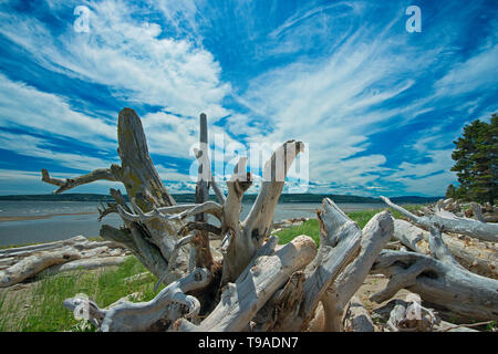 Driftwood lungo La Plage de Penouille (Oceano Atlantico) Forillon National Park Québec Canada Foto Stock