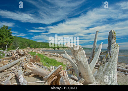 Driftwood lungo La Plage de Penouille (Oceano Atlantico) Forillon National Park Québec Canada Foto Stock