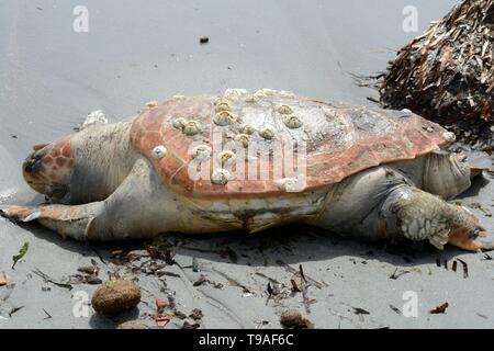 Dead Sea Turtle tartarughe marine lavato fino sulla spiaggia Durresi Durazzo Albania Foto Stock