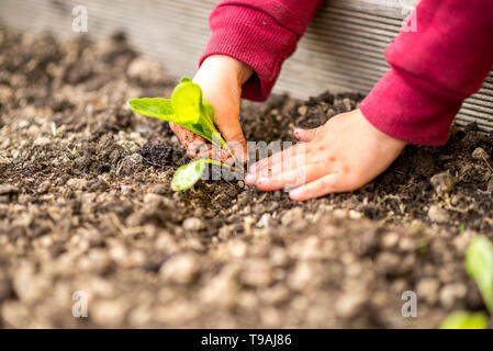 Mani il trapianto di un verde giovane piantina in suolo fertile in una molla, giardinaggio e orticoltura, o il concetto di agricoltura. Foto Stock