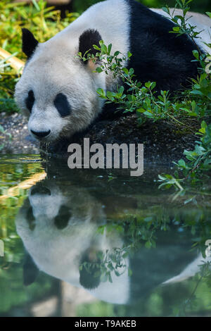 Vienna, Austria. Il 17 maggio 2019. Panda gigante Yang Yang è visto alla Zoo di Schonbrunn a Vienna, Austria, 17 maggio 2019. Panda Giganti Yang Yang e lunga Hui è arrivato in Austria nel 2003 e hanno dato vita a cinque lupetti al Zoo di Schonbrunn. Long Hui Morì di tumore nel dicembre 2016. Credito: Guo Chen/Xinhua/Alamy Live News Foto Stock