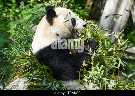 Vienna, Austria. Il 17 maggio 2019. Panda gigante Yang Yang è visto alla Zoo di Schonbrunn a Vienna, Austria, 17 maggio 2019. Panda Giganti Yang Yang e lunga Hui è arrivato in Austria nel 2003 e hanno dato vita a cinque lupetti al Zoo di Schonbrunn. Long Hui Morì di tumore nel dicembre 2016. Credito: Guo Chen/Xinhua/Alamy Live News Foto Stock