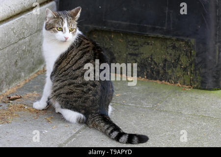 Londra, Regno Unito. Il 17 maggio 2019. Larry, 10 Downing Street cat e Chief Mouser per l'Ufficio di gabinetto è visto in Downing Street come Ministri frequentare il settimanale riunione del gabinetto nel n. 10 di Downing Street. Credito: Dinendra Haria/SOPA Immagini/ZUMA filo/Alamy Live News Foto Stock