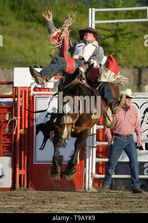 Surrey, Canada. Il 17 maggio 2019. Un cowboy compete in bareback riding evento durante la 73rd Cloverdale Invitational Rodeo nel Surrey, Canada, 17 maggio 2019. La Cloverdale Invitational Rodeo dispone di 96 world class cowboy e cowgirls dal Nord America di competere e di mostrare le loro capacità in questa quattro giorni rodeo evento. Credito: Liang Sen/Xinhua/Alamy Live News Foto Stock