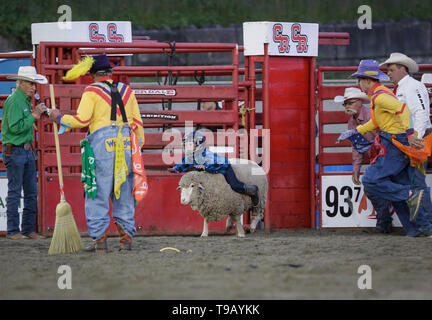 Surrey, Canada. Il 17 maggio 2019. Un bambino partecipa a una corsa di montone durante la 73rd Cloverdale Invitational Rodeo nel Surrey, Canada, 17 maggio 2019. La Cloverdale Invitational Rodeo dispone di 96 world class cowboy e cowgirls dal Nord America di competere e di mostrare le loro capacità in questa quattro giorni rodeo evento. Credito: Liang Sen/Xinhua/Alamy Live News Foto Stock