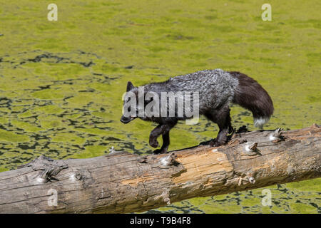 Argento volpe (Vulpes vulpes), melanistic forma di Red Fox, attraversando l'acqua di stagno oltre caduto albero tronco Foto Stock