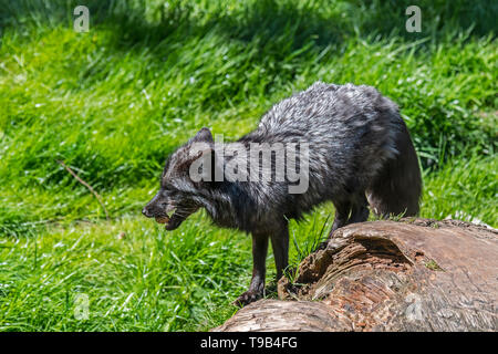 Argento volpe (Vulpes vulpes), melanistic forma di Red Fox, mangiare il dado Foto Stock