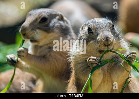 Due nero-tailed i cani della prateria (Cynomys ludovicianus), nativo di America del Nord, mangiare erba halms Foto Stock