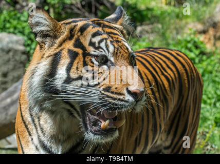 Close-up di ringhiando / ruggente tigre di Sumatra (Panthera tigris sondaica) mostra denti incisivi e canini a bocca aperta, nativo di Sumatra, Indonesia Foto Stock