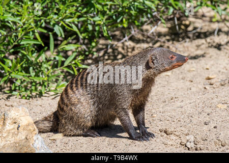 La mangusta nastrati (Mungos mungo) seduta nella sabbia, nativo per l'Africa Foto Stock