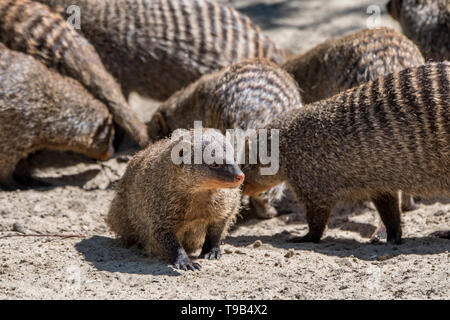 Nastrare mongooses (Mungos mungo) in nastrare mongoose colonia, nativo per l'Africa Foto Stock