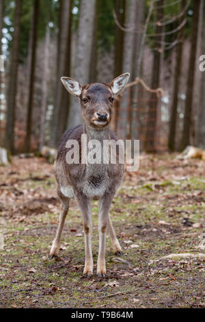 Muflone Europeo nella foresta di tedesco Foto Stock