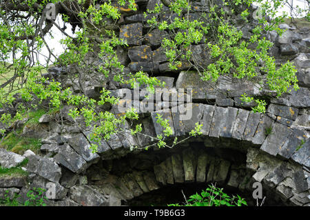 Salice di capra (Salix caprea )albero che cresce su un dereilict Limekiln in disuso,in montagna nera al di sopra del Dan Yr Ogof Grotte, Galles del Sud, Regno Unito Foto Stock