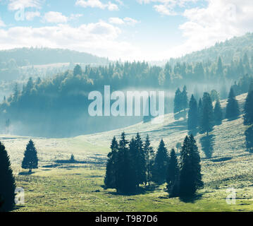 La foresta di conifere su prati e colline. nebbioso pomeriggio in montagna. luminoso paesaggio naturale con cielo molto nuvoloso Foto Stock