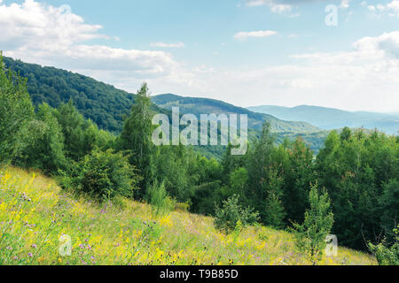 Foresta erbosa glade sulla collina in estate. fiori selvatici e erbe aromatiche tra l'erba alta. alta alberi decidui intorno. natura paesaggio con cielo nuvoloso. Foto Stock