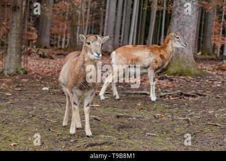 Unione mufloni nella foresta di tedesco Foto Stock