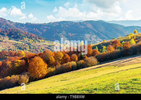 Assolato pomeriggio autunnale del paesaggio di montagna. alberi in caduta delle foglie sulla collina verde prato erboso. ridge in distanza. luminose meteo con le nuvole Foto Stock