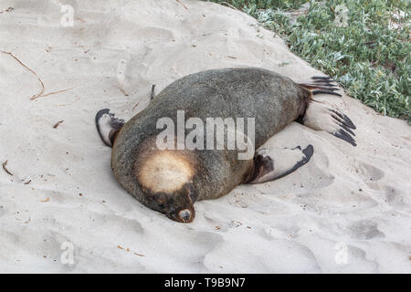 Australian Sea Lion Neophoca cinarea Foto Stock