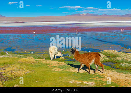 Due alpaca e un gruppo di fenicotteri andini dalla Laguna Colorada o Rosso Laguna, Uyuni Regione, Bolivia, Sud America. Foto Stock