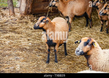 Carino il Camerun pecore nella foresta (Germania) Foto Stock