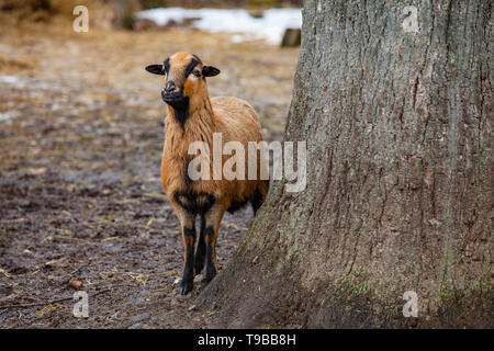 Carino il Camerun pecore nella foresta (Germania) Foto Stock