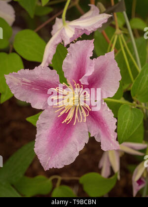 La clematide Piilu "" Foto Stock