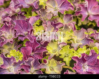 Hydrangea macrophylla Curly Sparkle viola Foto Stock