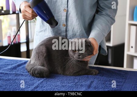 Groomer femmina cat di asciugatura dei capelli in salone Foto Stock