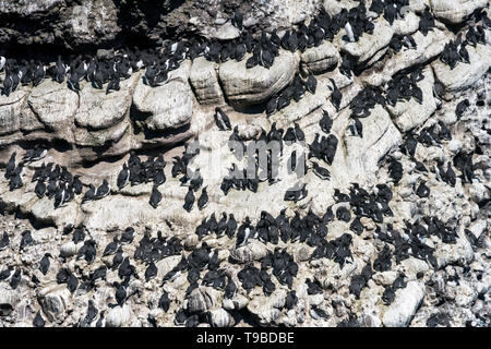 La colonia dei guillemots, Uria aalga sulla scogliera sito di nidificazione a Fowlsheugh vicino a Stonehaven, Scozia Foto Stock