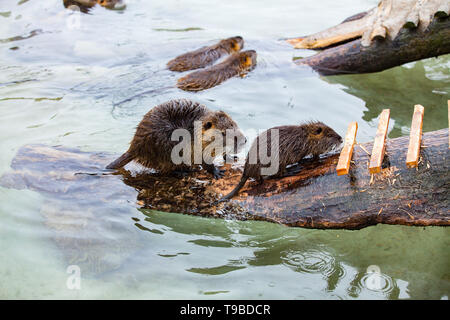 Due Coypus (River Rat, nutria, lat. Myocastor coypus) giocando in acqua Foto Stock