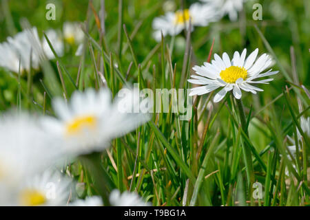 Daisy (bellis perennis), in prossimità di un fiore crescente tra i tanti. Foto Stock