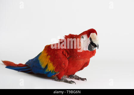 Red Parrot sedersi su bianco di sfondo per studio isolato Foto Stock