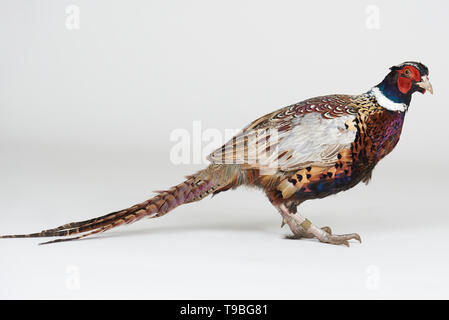 Il fagiano colorato animale isolato su bianco di sfondo per studio Foto Stock