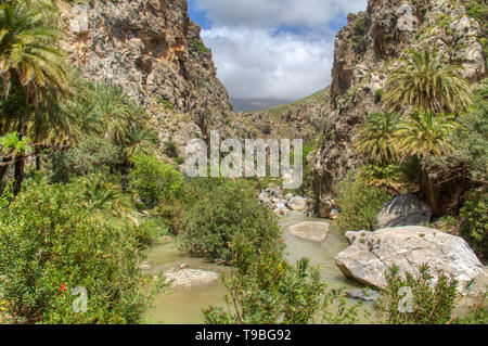 Foresta di palme di Preveli nella gola Kourtaliótiko su Creta, Grecia Foto Stock