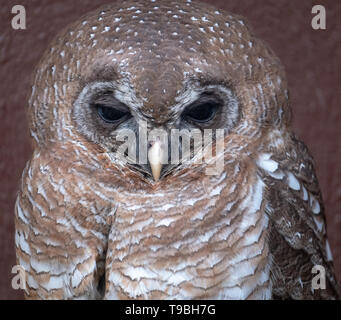 Close up ritratto di gufo, fotografata nel central Drakensberg montagne vicino Cathkin Peak, Kwazulu Natal, Sud Africa Foto Stock