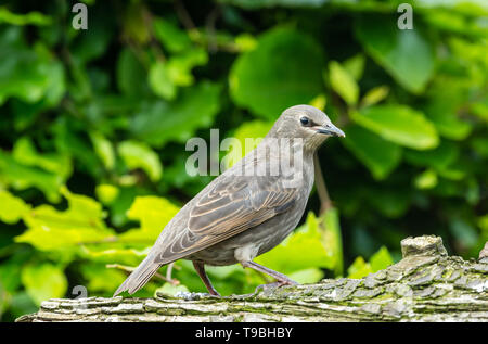 I capretti starling, nome scientifico: Sturnus vulgaris, rivolto verso destra e arroccato su un log in giardino naturale habitat. Sfocato foglia verde dello sfondo. Foto Stock