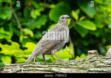 I capretti starling, nome scientifico: Sturnus vulgaris, rivolto verso destra e arroccato su un log in giardino naturale habitat. Sfocato foglia verde dello sfondo. Foto Stock